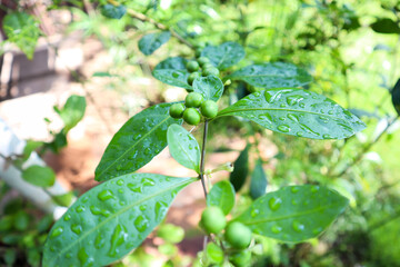 Beautiful shining rain water droplets on leaves and trapped between round seeds of Acronychia canna pedunculata plant. Small/tiny round green fruits/buds/seeds.