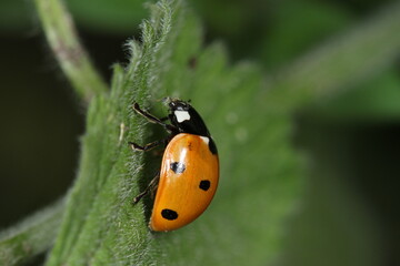 ladybug eating an aphid while clinging to a leaf