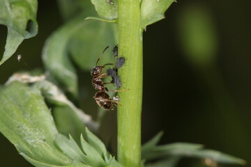 ant on a flower stem eating aphids