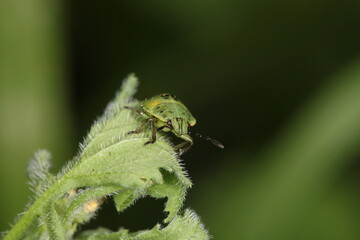 green beetle like bug sitting on a leaf