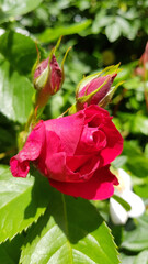 Close up of bright red rose