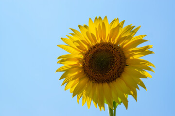 Sunflower isolated with blue sky Tuscany