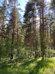 Fototapeta premium las jesienią