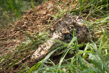 Dead animal bones on ground with fly.
A dead rotting skull in a meadow. rotting animal corpse