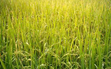 Rice field and sky background at sunset