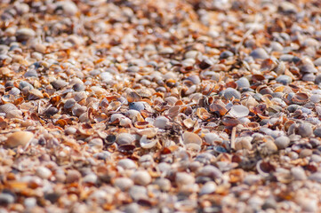 sand and shells
