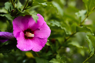 purple flower in the garden