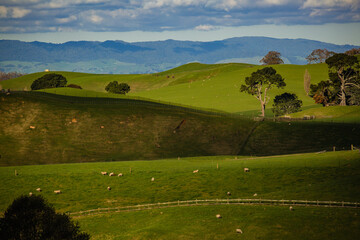 Fototapeta na wymiar landscape with green field with sheeps and blue sky