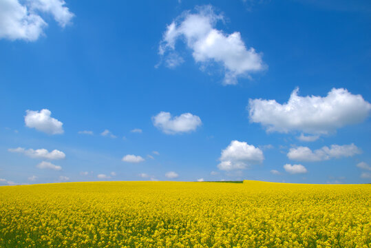 Field of canola . Yellow rapeseed flower . Rapeseed is plant for green energy and green industry, golden flowering field. In a blue sky with wonderful little clouds