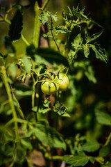 green tomatoes growing in a garden summer time 