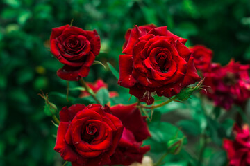 red roses on green background with water drops