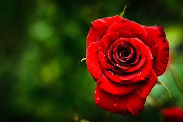 single red velvet rose with water drops 