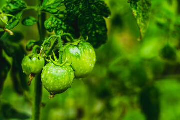Fototapeta premium fresh green tomatoes with water drops on the bush