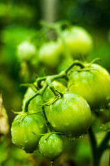 fresh green tomatoes with water drops