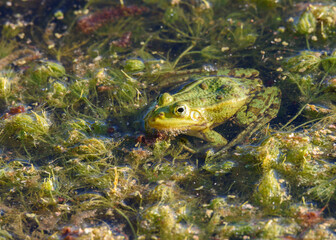 Teichfrosch