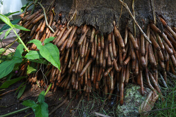 Amazing Royal Palms Tree Dense Roots. 