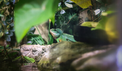 green iguana sitting on rocks in the leaves of plants