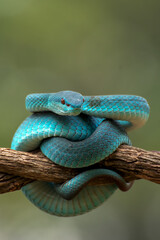 Venomous snake on tree branch