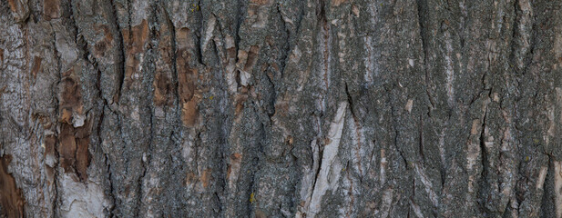 Abstract wooden background. Headline.