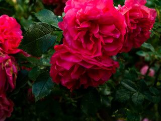 Roses in the botanical garden in Radzionków. Free space for entry ready.