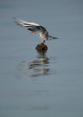 Greater Crested Tern perched on a  float at Busaiteen coast, Bahrain