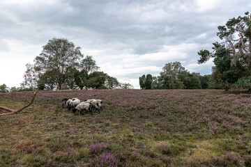 Heathland in Bad Fallingbostel, Germany
