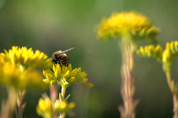 bee on flower,flower, insect, nature, yellow, fly, summer, green, pollen, spring, animal, nectar,flora,pollination  