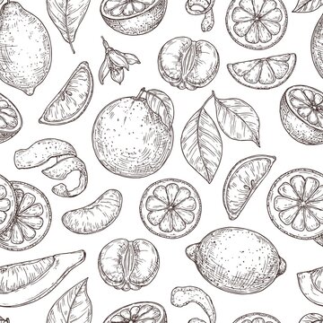 Citrus sketch pattern. Natural lemon orange leaves, lime fruits background. Vintage botanical branch, exotic plant vector seamless texture. Fruit lemon healthy, botanical food citrus pattern
