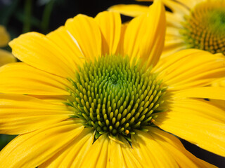 Yellow Dahlia close-up