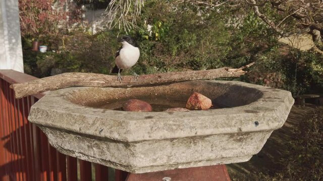 A medium-sized black-and-white bird (boubou) perches on a branch and drinks water from a birdbath.