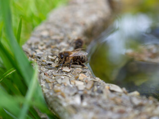 Honey bee