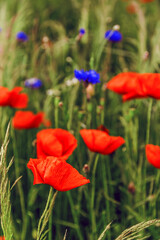 Obraz premium Cornflowers and poppies