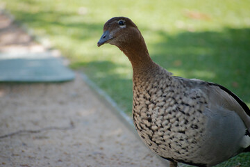 Wild Goose peering at camera