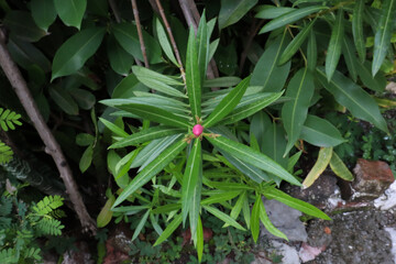 Beautiful pink flower bud on green leaves.