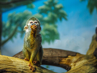 Monkey eating food on a tree.
