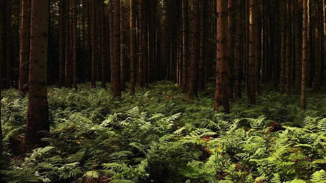 Drone flying forward through sunny pine forest above the ferns