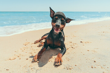 miniature pinscher puppy on the beach by the blue lagoon