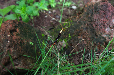 A colorful caterpillar with white doted black body climbing on tiny grass leaf.