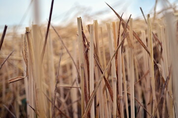 wheat yellow stubble macro background