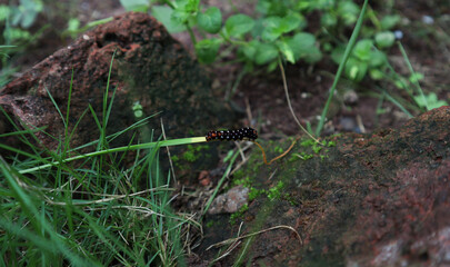 Naklejka na ściany i meble A colorful white doted black body caterpillar crawling on tiny grass leaf.