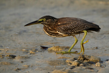 Striated Heron moving slowly along Busaiteen coast of Bahrain