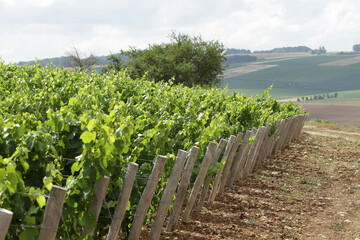 vignes à Saint Bris le Vineux