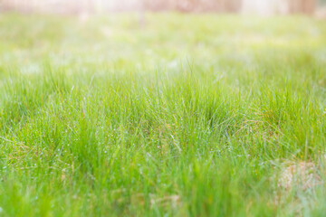 Green grass background. Tender leaves, stems and drops after rain. Bright juicy lawn. Natural herbal background.