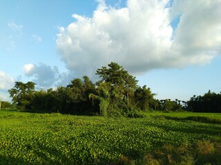 green field and blue sky