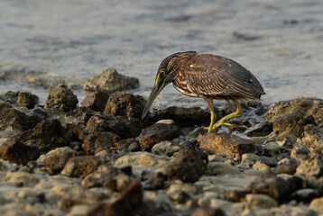 Striated Heron fishing at Busaiteen coast of Bahrain