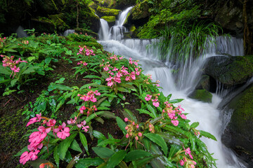 Beautiful flower (Habenaria orchid) and waterfall in deep forest at Phu Hin Rong Kla National Park,...