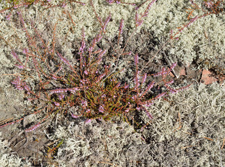 Calluna vulgaris (known as common heather, ling, or simply heather) on rocks