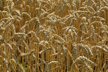 
The crops are ripe in the fields, white clouds in the blue sky.