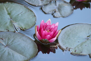 pink water lily