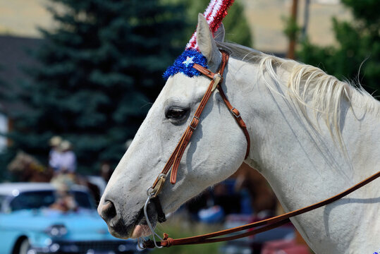 Horse in parade with American flag-style head gear.